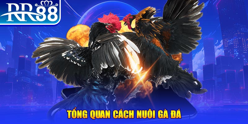 nohu 78 game nổ hũ rút tiền mặt là gì