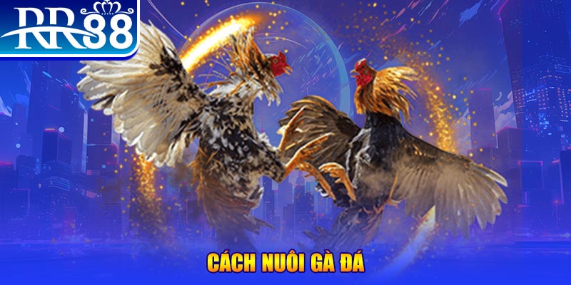 nohu 78 Ws168 Đá Gà