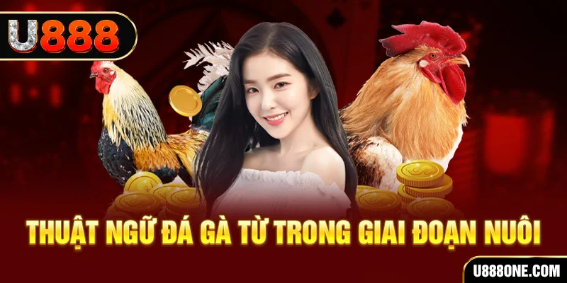 nohu 78 xổ số miền bắc 90 ngày