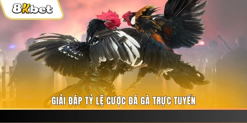 nohu 78 ga choi cau thanh